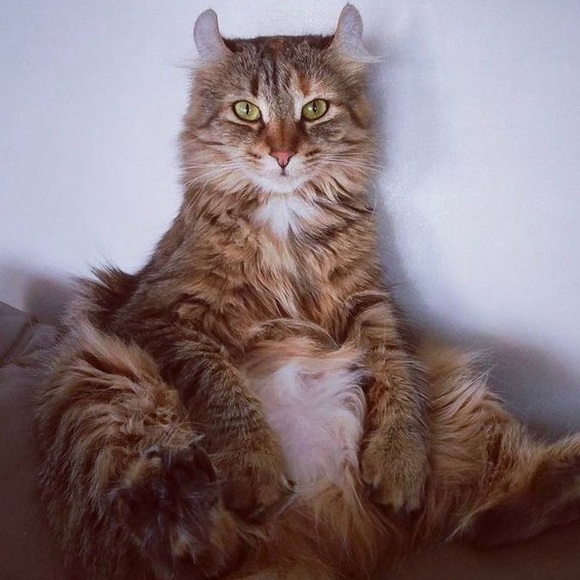 Hi! Leave some ❤️🧡💛💚💙💜🤍 and I’ll stop by to share your closet💫 - Picture 3 of 5